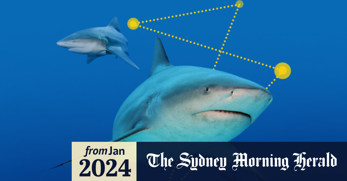 How many Bull Sharks are in Sydney Harbour?